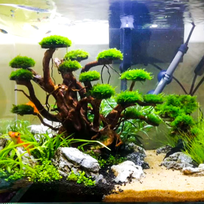 Aquarium Plant Nursery - Aquarium Landscaping Moss Tree Skeleton Finished