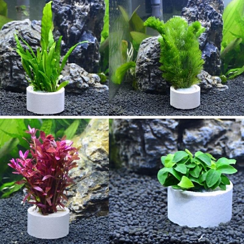 37ME 10 Chiếc Bể Cá Vật Có Cố  - đánh giá và giá Aquarium Plant Rings