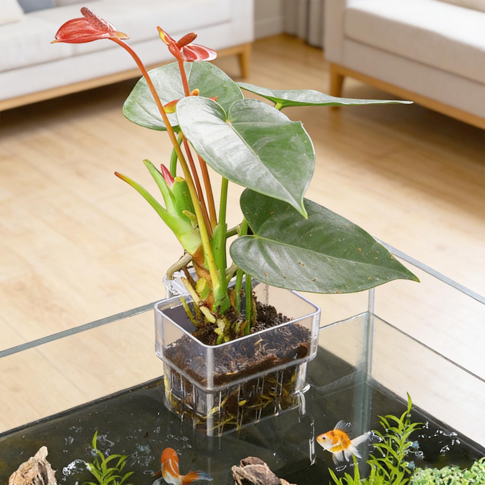 Aquarium Plant Basket Transpar - đánh giá và giá Aquarium Plant Rings