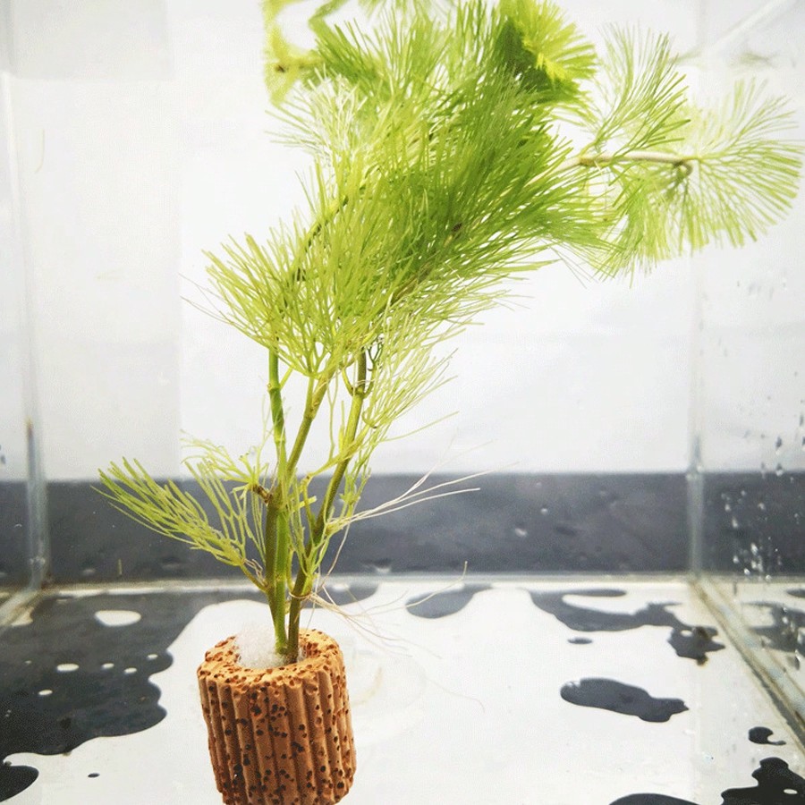 High   Quality Aquarium Plant  - đánh giá và giá Aquarium Plant Rings