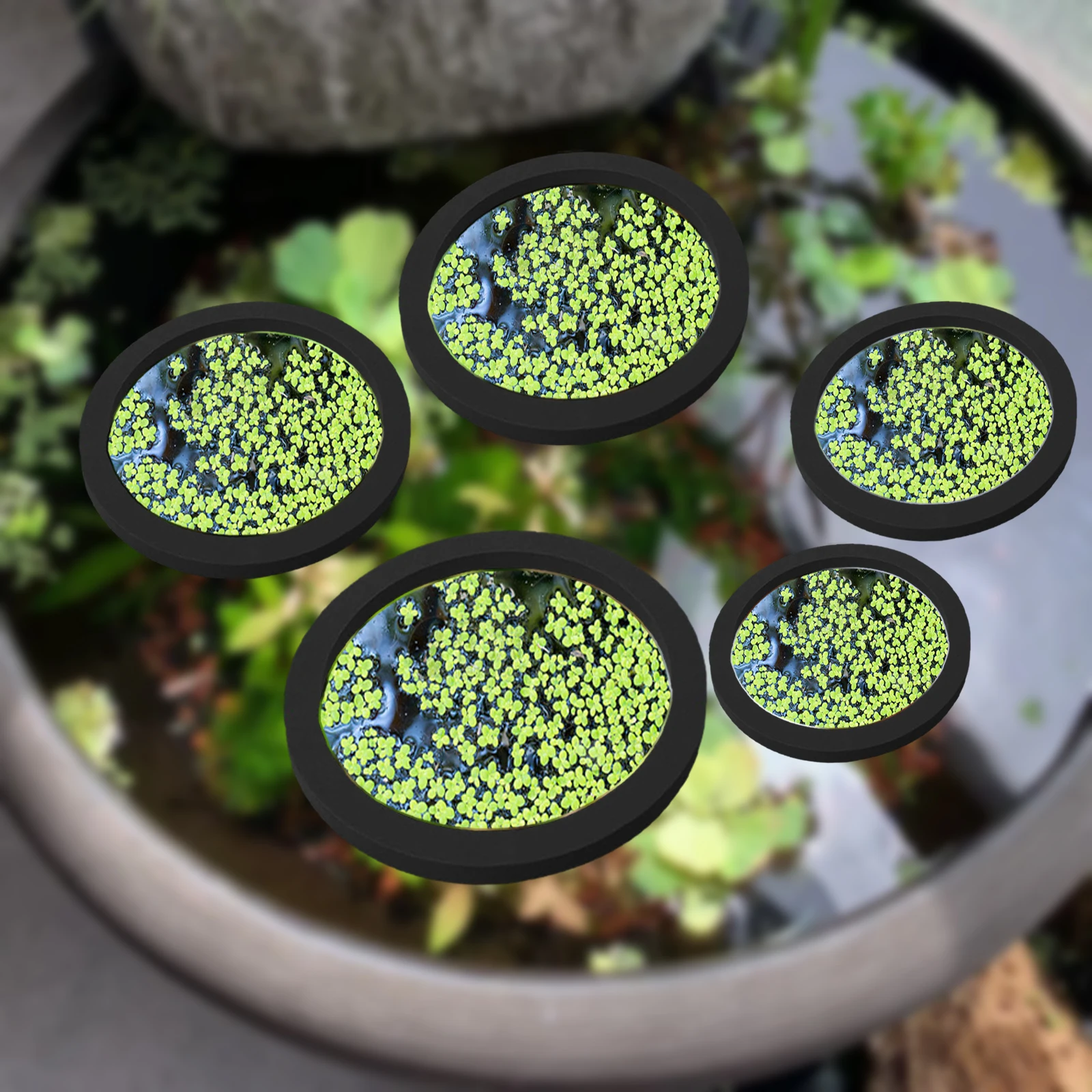 5Pcs EVA Fish Feeding Ring Aqu - đánh giá và giá Aquarium Planted Fish