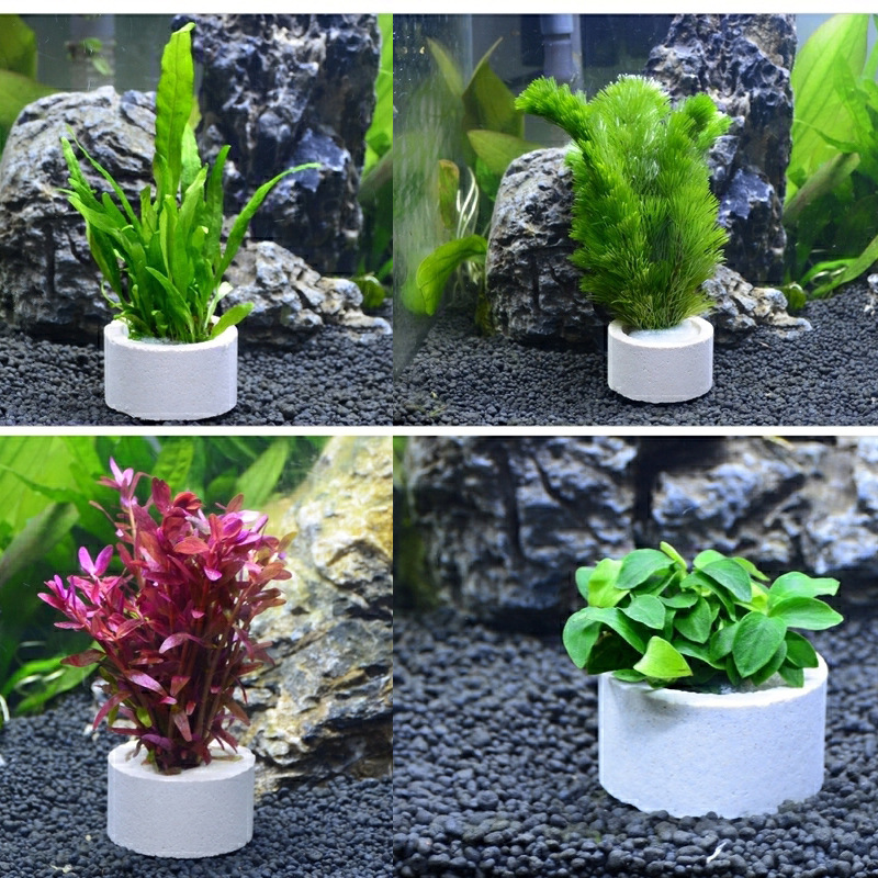Aquarium Decoration Ceramic Ri - đánh giá và giá Aquarium Plant Rings