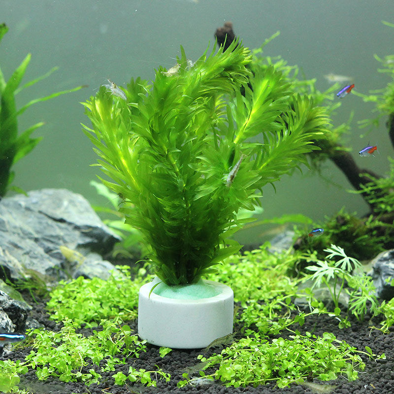 Aquarium Decoration Ceramic Ri - đánh giá và giá Aquarium Plant Rings