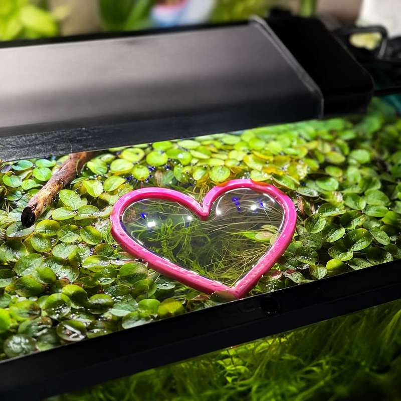 Heart Shaped Floating Fish Fee - đánh giá và giá Aquarium Plant Rings