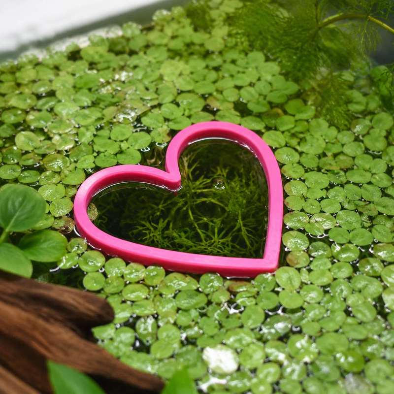 Heart Shaped Floating Fish Fee - đánh giá và giá Aquarium Plant Rings