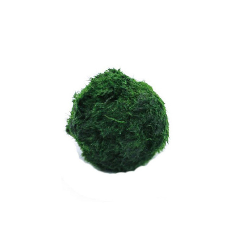 Marimo Moss Balls Live Aquariu - đánh giá và giá Aquarium Plant Rings