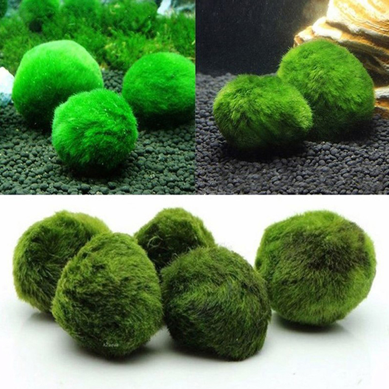 Marimo Moss Balls Live Aquariu - đánh giá và giá Aquarium Plant Rings
