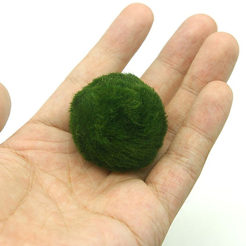 Marimo Moss Balls Live Aquariu - đánh giá và giá Aquarium Plant Rings