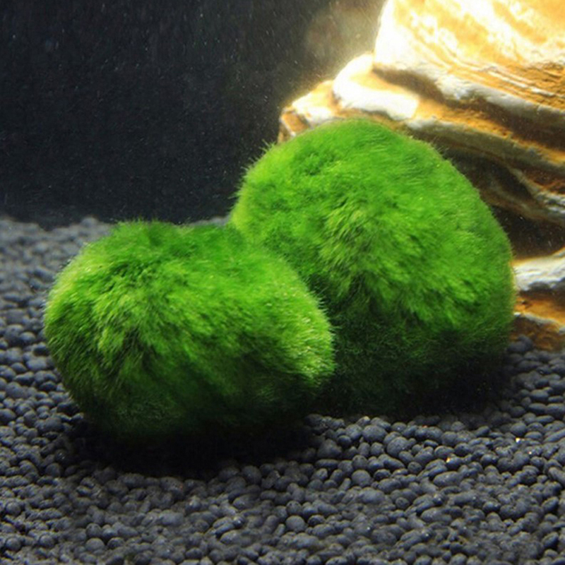 Marimo Moss Balls Live Aquariu - đánh giá và giá Aquarium Plant Rings